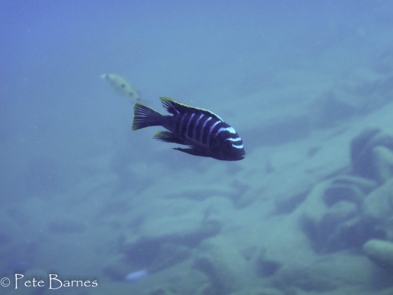 Cynotilapia zebroides