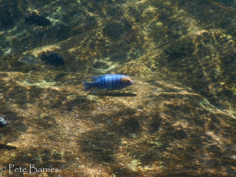 Labeotropheus trewavasae border