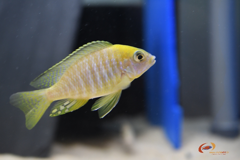 A. sp lutheri deep chiofu M.jpg