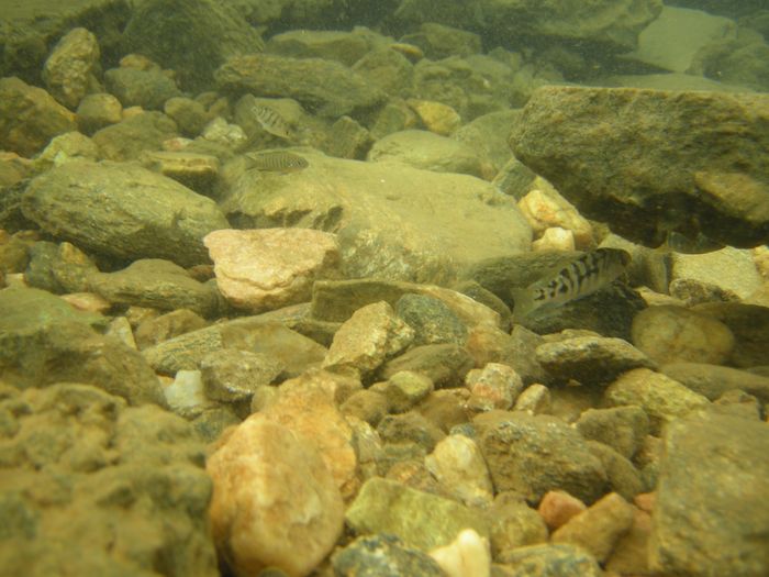 Tyrannochromis nigriventer
