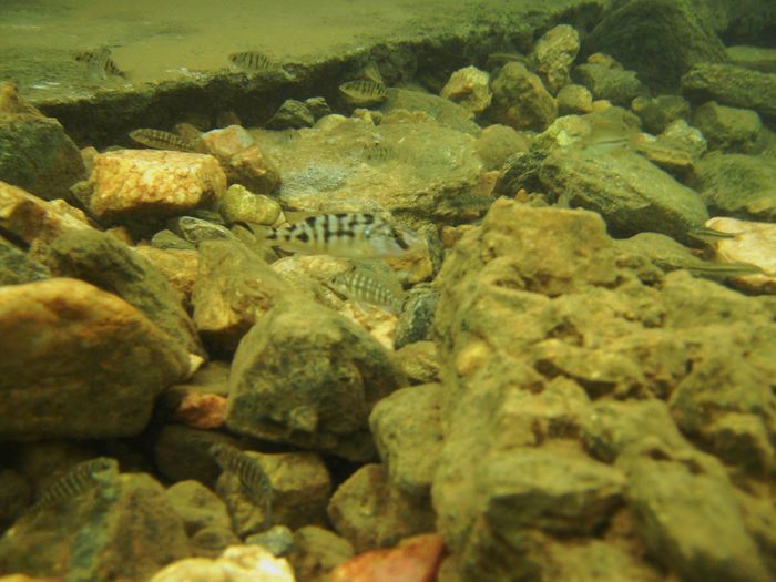 Tyrannochromis nigriventer