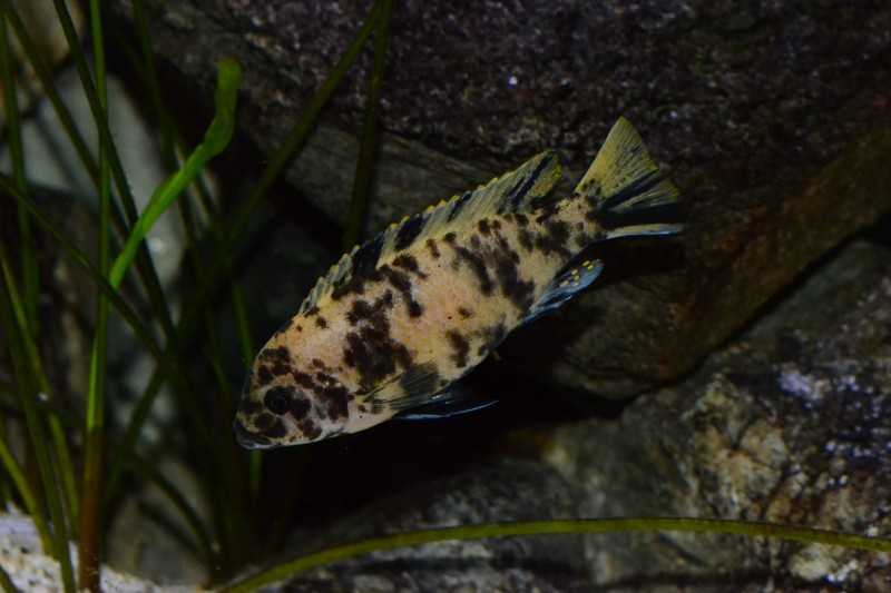 DSC_9851.jpg