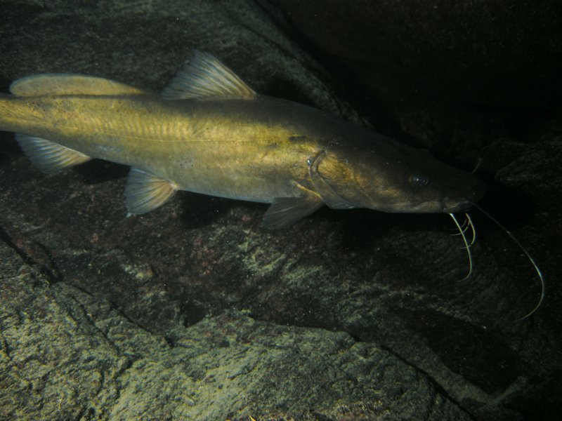 Bagrus meridionalis
