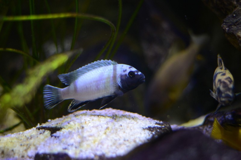 DSC_9217.JPG