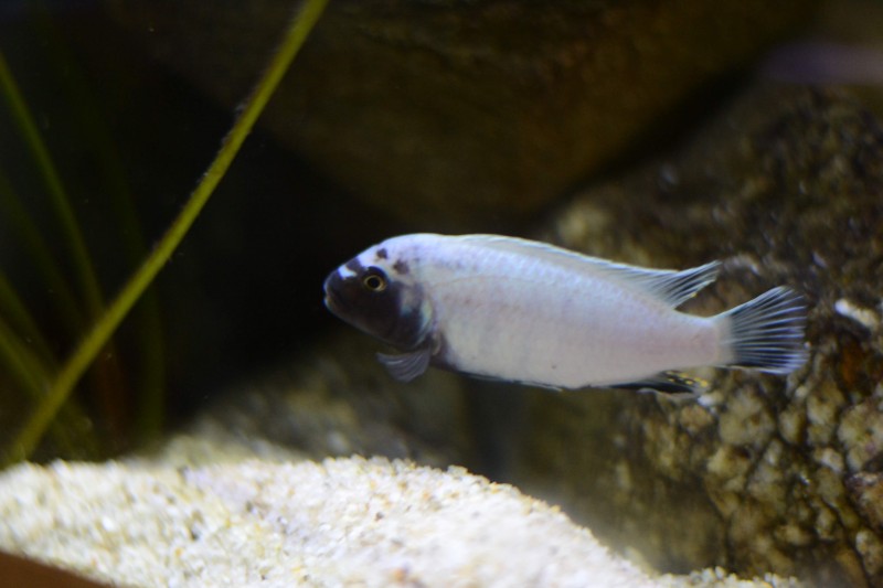 DSC_9260.JPG