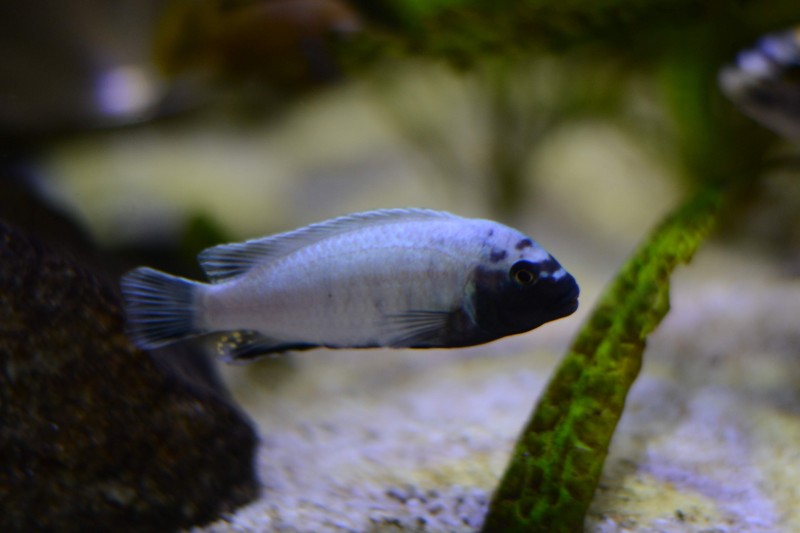 DSC_9264.JPG