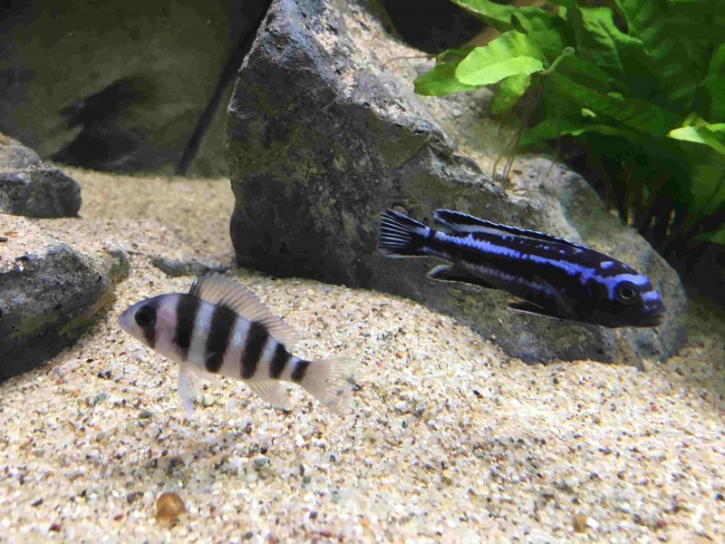 et 2 de mes poissons