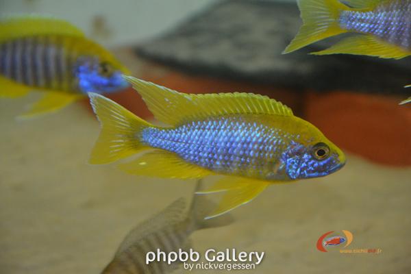 http://www.malawicichlides.fr/gallery/image.php?album_id=214&image_id=931