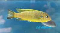 Pseudotropheus sp. "daktari" Ngombe mâle