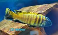 Tropheops sp. "red fin" Charo
