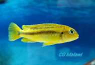 Pseudotropheus johannii Narungu femelle