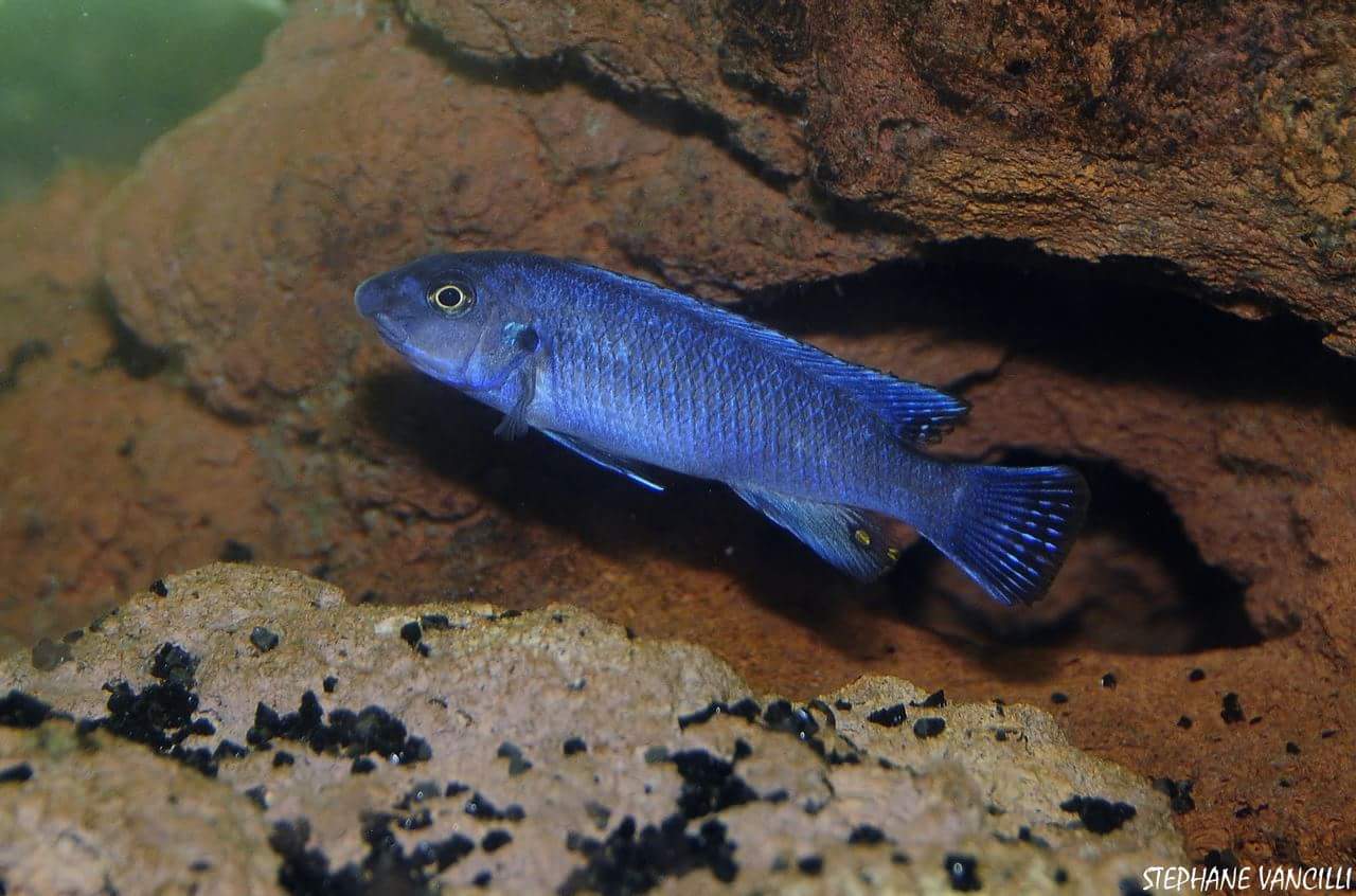 http://www.malawicichlides.fr/imagesUploaded/528_5719008e11f60jpeg
