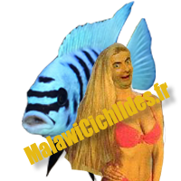 Avatar de l’utilisateur
